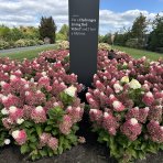 Hortenzia metlinatá (Hydrangea paniculata) ´LIVING RED VELVET®´ by LIVING CREATIONS® - výška 20-30 cm, kont. C1,5L